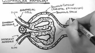 Renal Anatomy 3 - Glomerular Histology