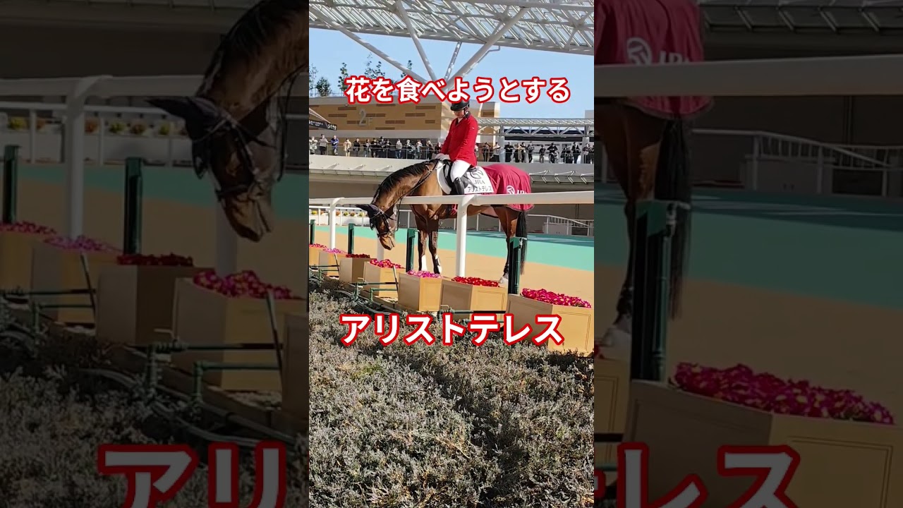 誘導馬アリストテレスのサービスタイム。 #horse #競馬