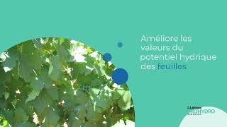 Réduisez les dommages liés à l'échaudage et au déficit hydrique des vignes