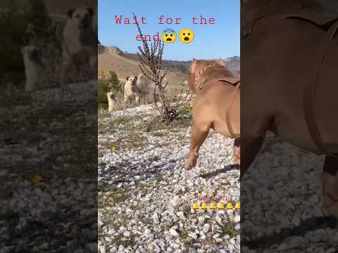 Pitbull VS Kangal Real fight ll Who wins? #youtubeshorts #viral #shorts #daku