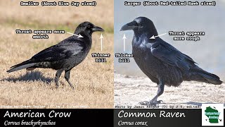 ID Tips: American Crow vs Common Raven