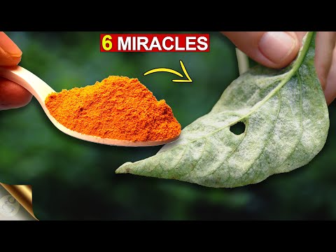 , title : '6 AMAZING MIRACLES OF TURMERIC IN GARDEN | TURMERIC POWDER FOR PLANTS