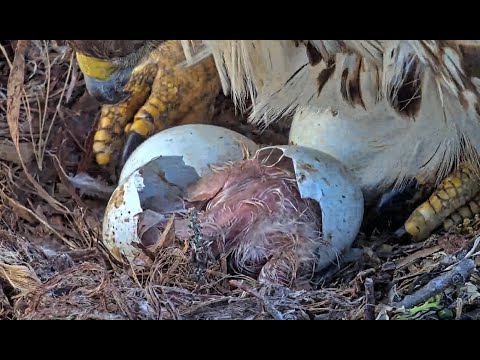 First Egg Hatches at the #CornellHawks! Welcome to the world M1 | May 6, 2023