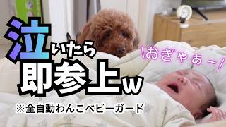 【犬ベイビーシッター】赤ちゃんが泣くたびに皆で猛ダッシュ！心配すぎて覗き込みが止まらない犬たちの１日w