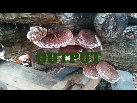 GUILDS The 7 layers of a foodforest