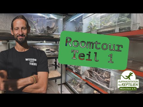 Room Tour Part 1 🦎 | Reptiles, Terrariums & Their Exciting Stories