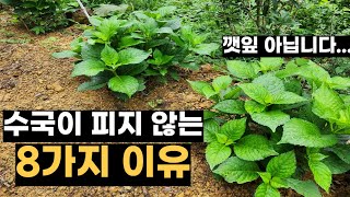수국 꽃 안피고 결국 깻잎 되는 8가지 이유