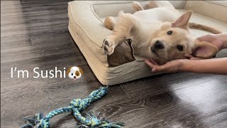 【Sushi】お互い喜び爆発