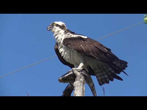 osprey and fish