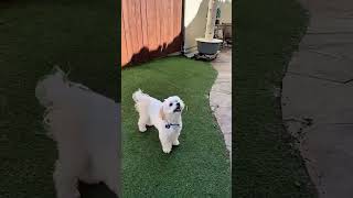 Video preview image #1 Maltese Puppy For Sale in Mission Viejo, CA, USA