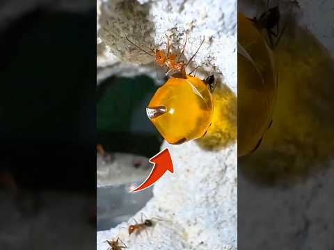 The Most Disgusting Insect in the World 😵‍💫