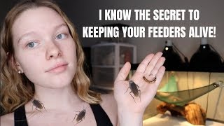 How to PROPERLY Care for Feeder Insects! | THEY WILL NOT DIE ANYMORE!