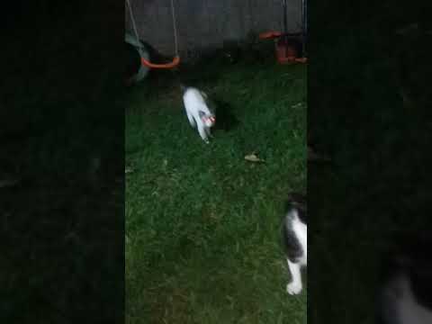 hola Juan Carlos, gatos chistosos, funny cat