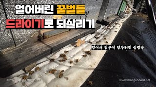 급추위에 덮어준 이불때문에 오히려 얼어버린 꿀벌들