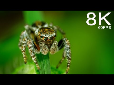 8K Rainforest ft. Amazon | Dangerous Insects | HDR 60FPS