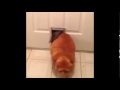 Garfield in real life
