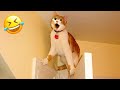 When God sends you a funny cat and dog🤔Funniest cat and dog ever😻🐕‍🦺