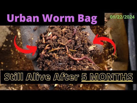 Urban Worm Bag V2 with ENCs - 5 MONTHS later 01/22/2024