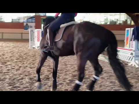 Wallach von Fantastic/Rohdiamant aus 2014 Übergänge richtig reiten