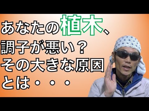 thuja を肥料にする: この方法で生垣に最適な肥料が供給されます。 植物