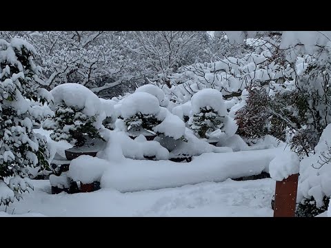 , title : '大雪の盆栽棚。'
