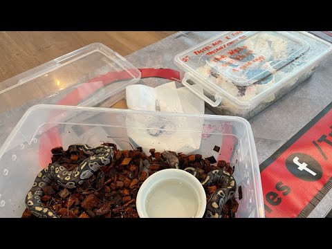 EGG CUTTING!! #Clutch4 - Acid - Black Head - Trojan