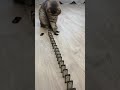 Cute Cat ️ Shorts Pets Pets Tiktok Whatsappstatus
