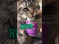 Cat Nip Craziness