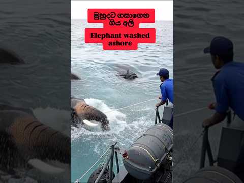 මුහුදට ගිය අලි 🥴#virashorts #virashort #badnature