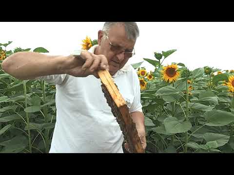 Boja meda ep.76 20.08.2019. Sve o dimilici, načini borbe protiv krečnog legla...