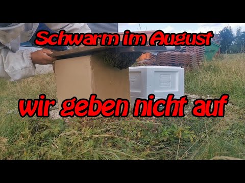 Swarm in August / we won't give up!!