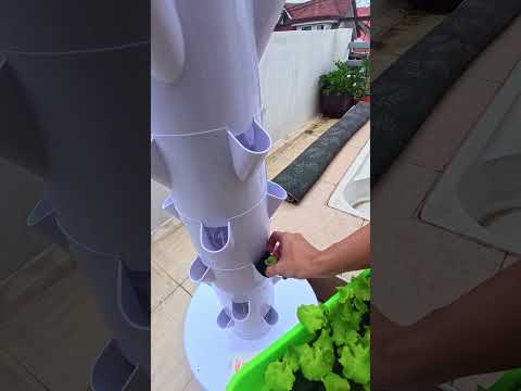 Hydroponic Tower | Check out this quick update on the 𝙀𝙕 𝙏𝙤𝙬𝙚𝙧 just days after
