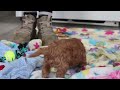 Cavapoo dogs for sale: Rocky - Video 1