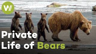 Grizzly Bears of Alaska: Rivalry, Romance & Survival on the Katmai Coast | Grizzly Encounters (2/2)