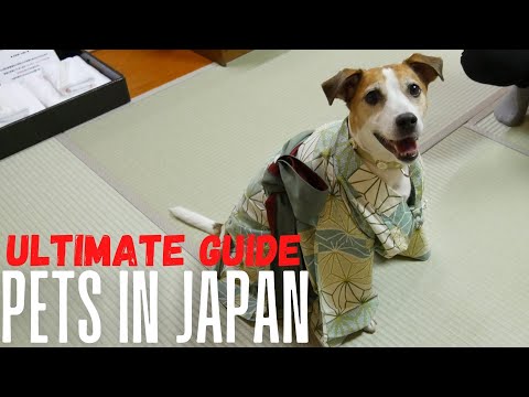 Pets In Japan Ultimate Guide  [How To Part 1 of 2]