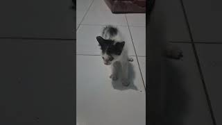 Download lagu ada yang tau ini kenapa? semenjak kaget sama bunyi kentut jadi begini #fypシ゚viral #berandayoutube mp3