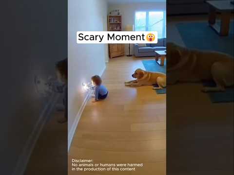 Scary Moments How Dogs Save People! #HappyEnding #Family #Kindness