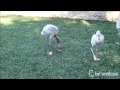 Lesser Flamingo Chicks Hatch At The Zoo