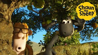 Download lagu LIVE 🚨 NEW FULL EPISODES🐑 Cartoons for kids, Preschool, Shaun the Sheep, Pranks, Christmas mp3