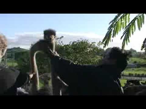 Ostrich pecking on Pradipta