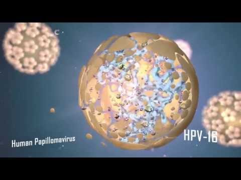 hpv rák ncbi)