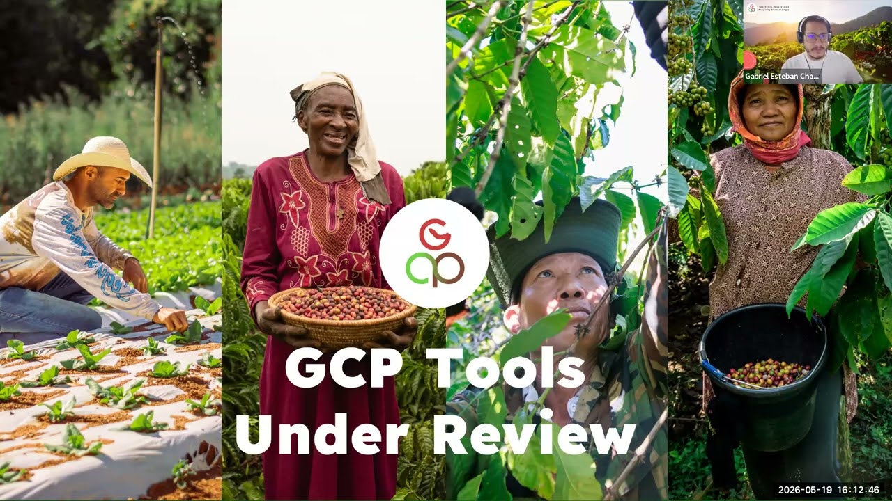 Launching the public consultation on GCP's coffee sustainability tools