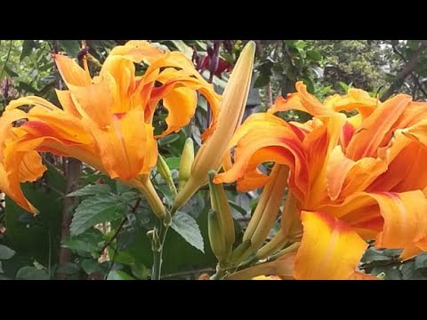 jardim gigante cheio de flores 🌺🌹🪴🌸🏵❓