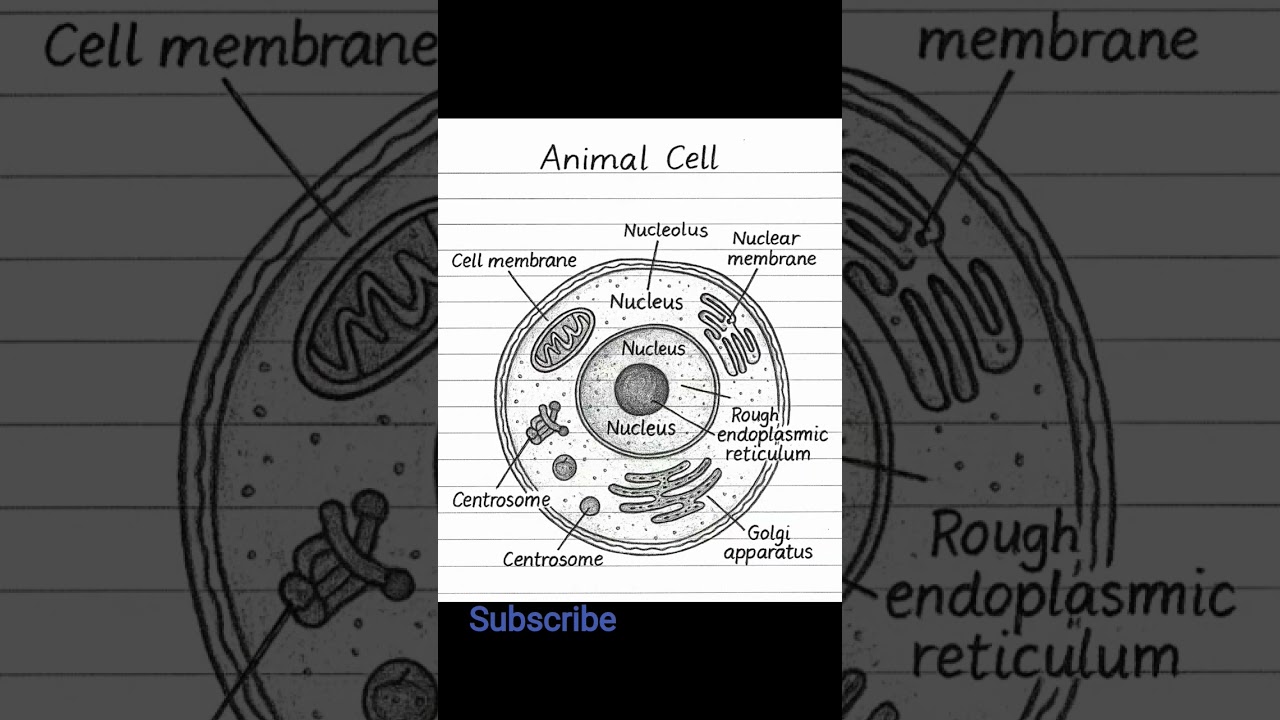 Animal Cell Diagram with Labels 🧬 | Easy Class 9 Biology | Hand-drawn #animalcell  #class9biology