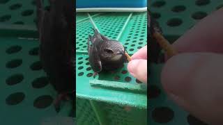 I feed an adult swift rescued from the street