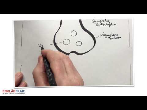 Reizübertragung an der Synapse