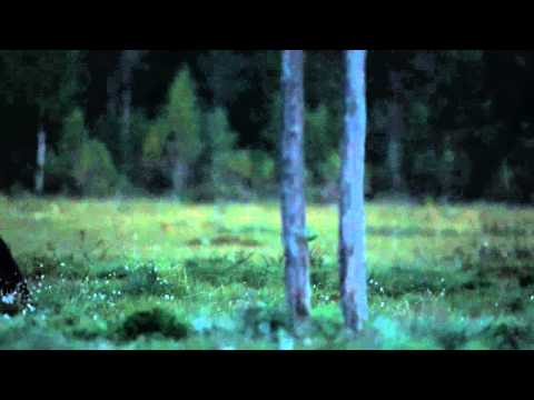 Braunbär beim Markieren