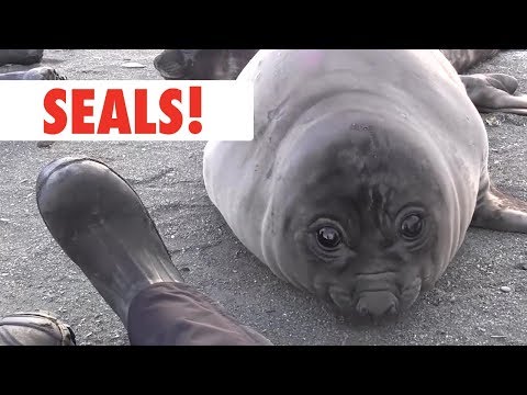 Breed All About It: Seals