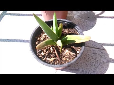 Unbelievable experiment - Can a young aloe vera about 2 months old to born new aloe babies ??? Video