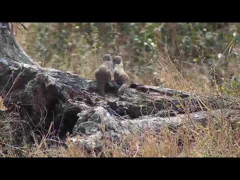 Djuma: Sights and sounds - 11:29 - 08/29/20